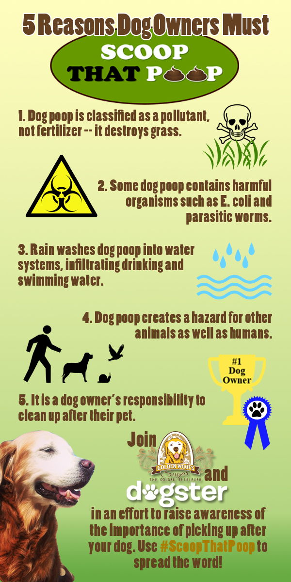 Why Do You Have To Pick Up Dog Poop Why Do You Have To Pick Up Dog Poop